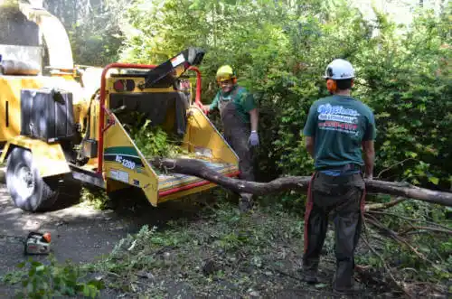 tree services Lake Mary Jane